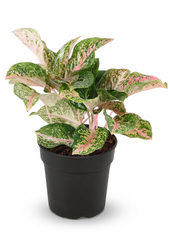 Aglaonema Two Tone Moonstone