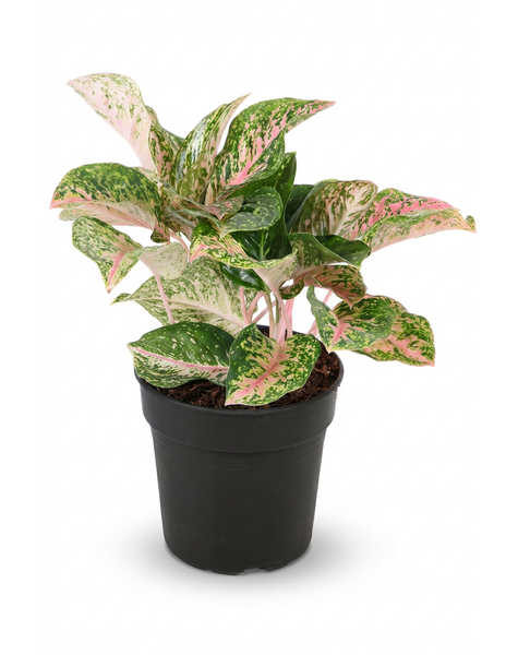 Aglaonema Two Tone Moonstone