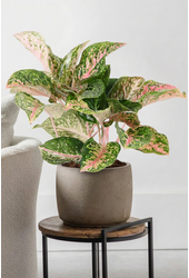 Aglaonema Two Tone Moonstone