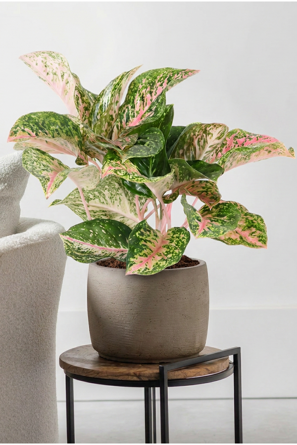 Aglaonema Two Tone Moonstone