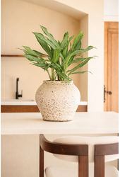 Aglaonema White Lance