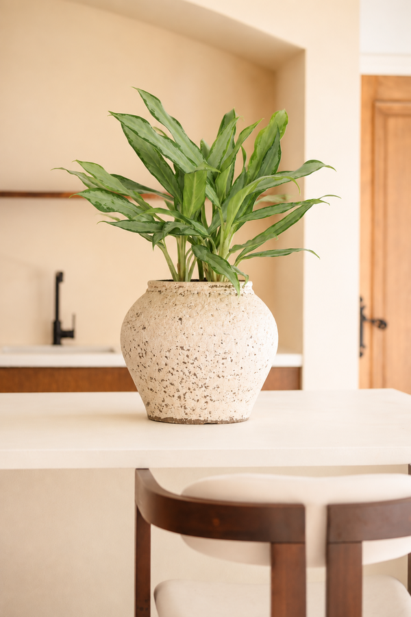 Aglaonema White Lance