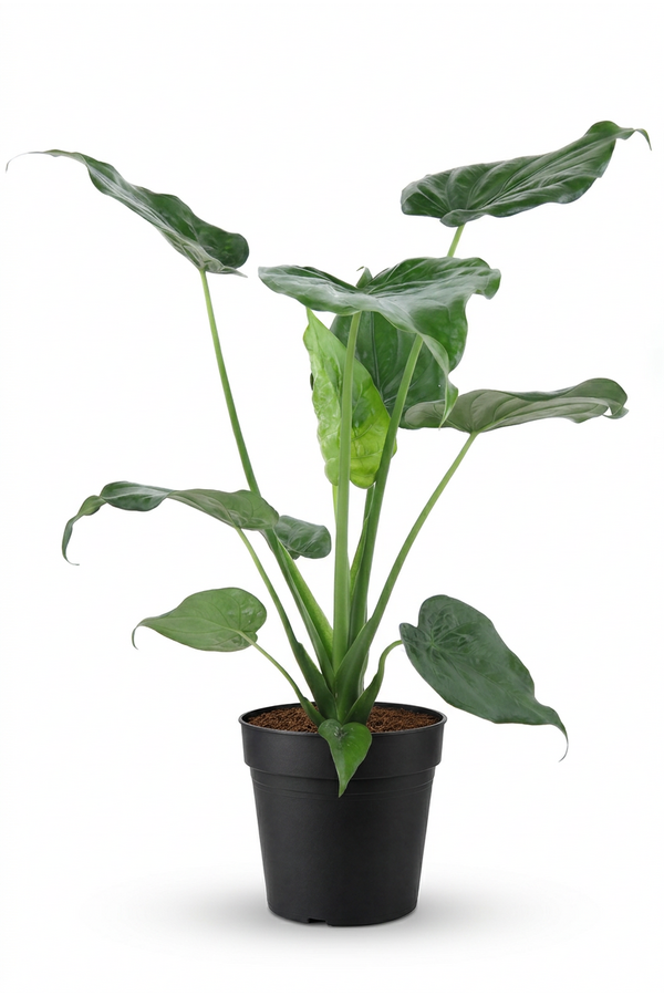 Alocasia Cucullata