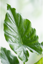 Alocasia Cucullata
