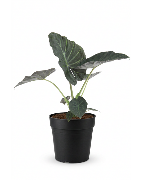 Alocasia Regal Shields