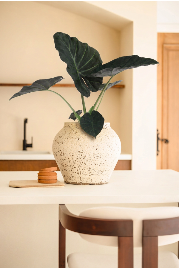 Alocasia Regal Shields