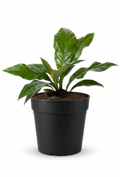 Anthurium Jungle Bush 1PP