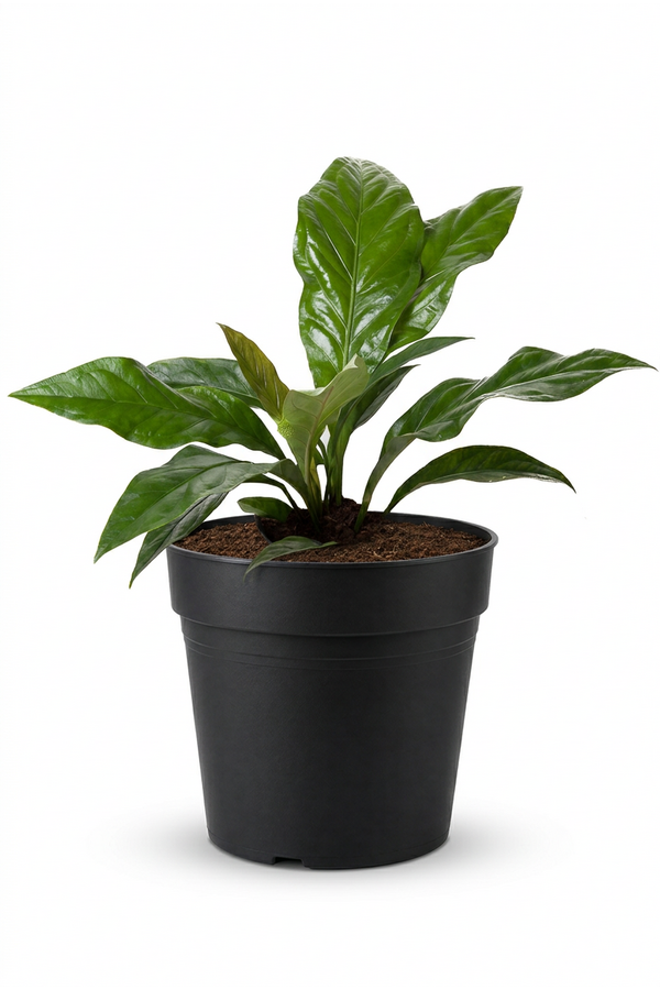 Anthurium Jungle Bush 1PP