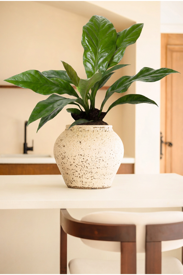 Anthurium Jungle Bush 1PP