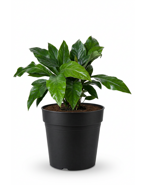 Anthurium Jungle Bush 2PP