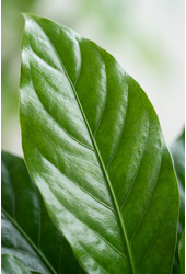 Anthurium Jungle Bush 2PP