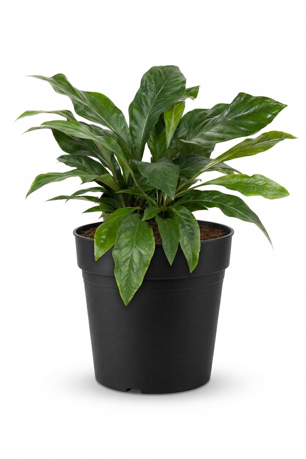 Anturium Jungle Bush 3PP