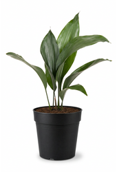 Aspidistra Elatior P13