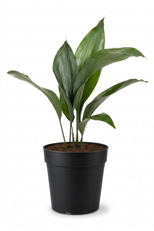 Aspidistra Elatior P13