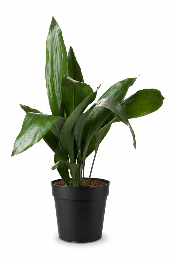 Aspidistra Elatior