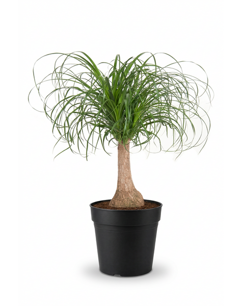 Beaucarnea na pniu P21 - 1ft