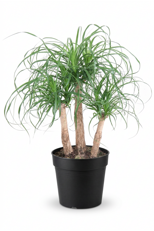 Beaucarnea vertakt P27 - 1,5ft