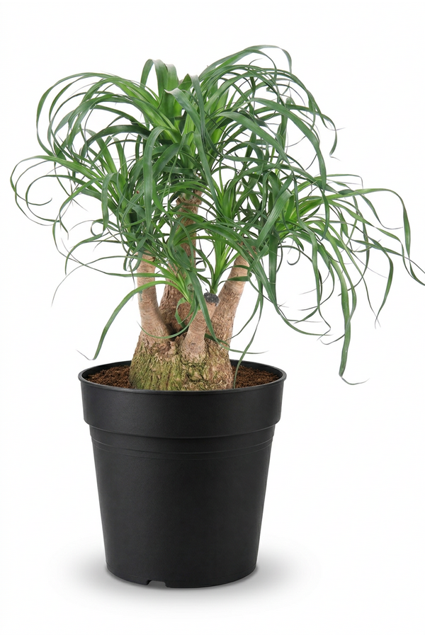 Beaucarnea vertakt P27 - 1ft