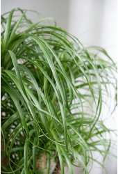 Beaucarnea rozgałęziona