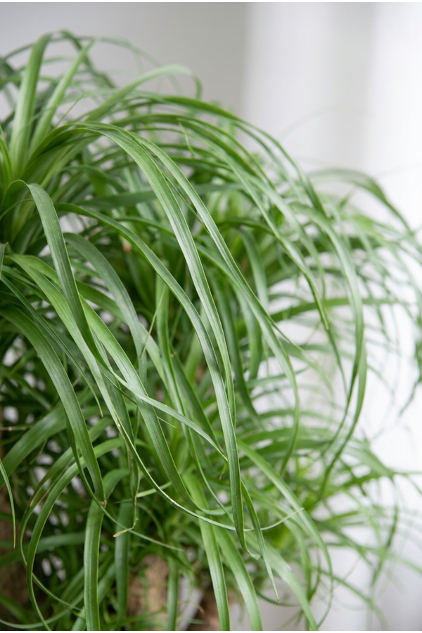 Beaucarnea rozgałęziona