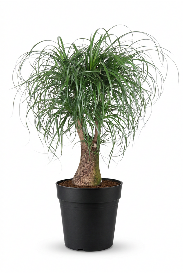 Beaucarnea vertakt