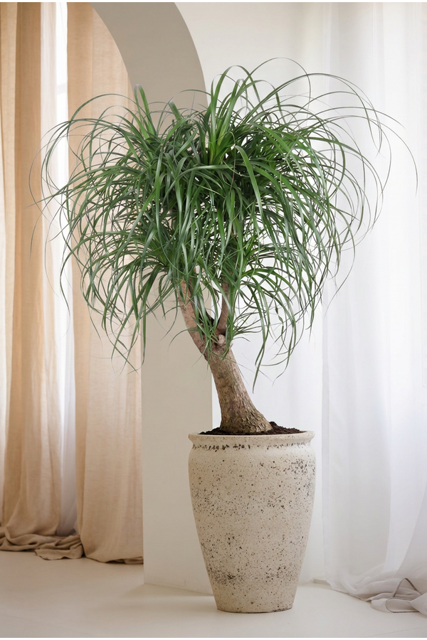 Beaucarnea rozgałęziona