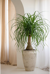 Beaucarnea rozgałęziona