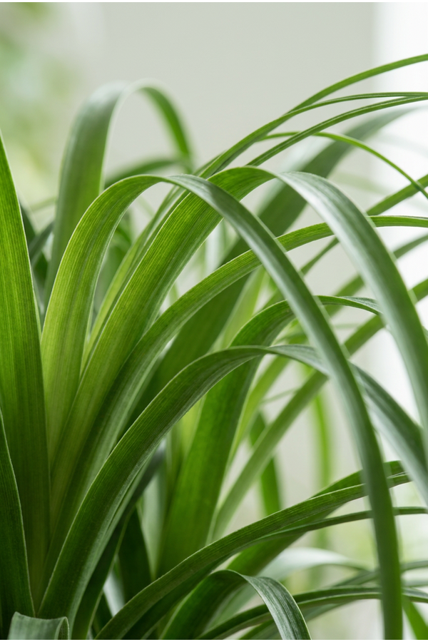 Beaucarnea vertakt