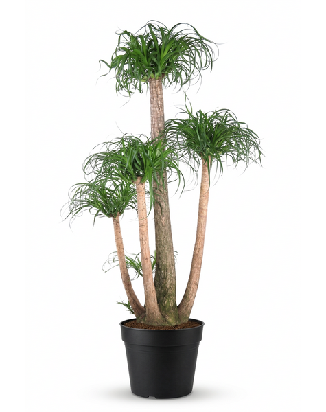 Beaucarnea vertakt