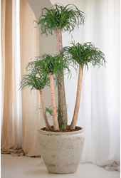 Beaucarnea vertakt