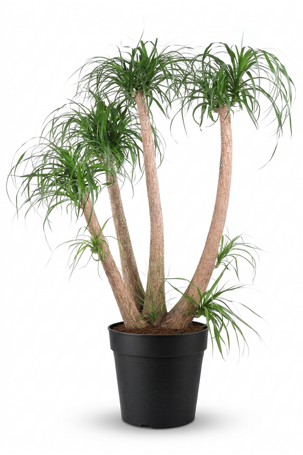 Beaucarnea rozgałęziona