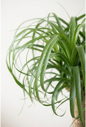 Beaucarnea vertakt