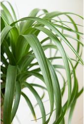 Beaucarnea vertakt