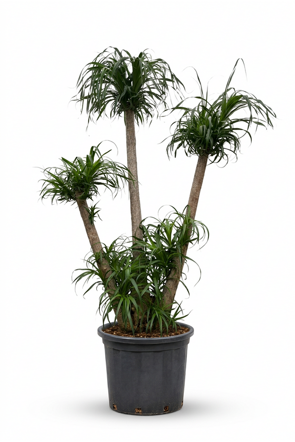 Beaucarnea vertakt