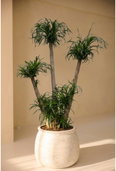 Beaucarnea rozgałęziona