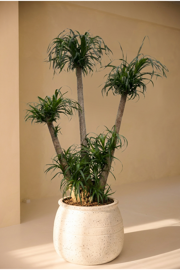 Beaucarnea vertakt