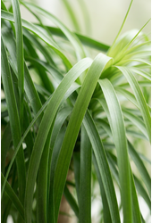 Beaucarnea vertakt