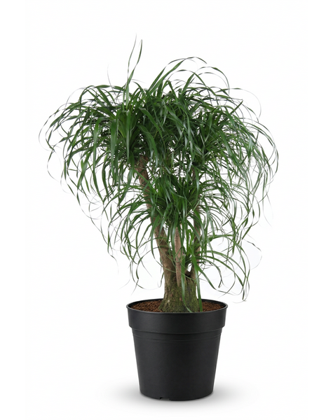 Beaucarnea vertakt