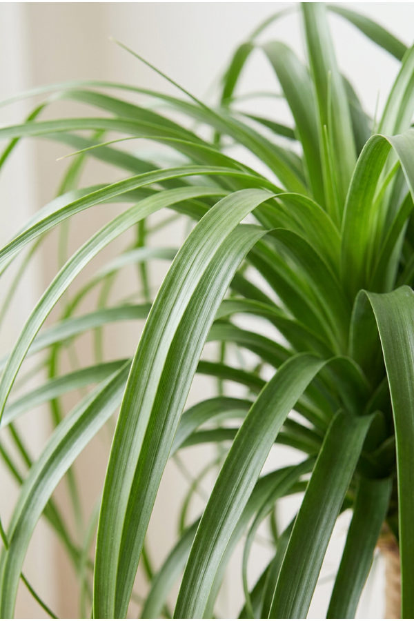 Beaucarnea vertakt
