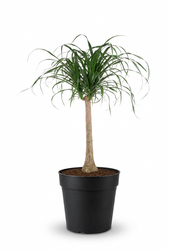 Beaucarnea rozgałęziona