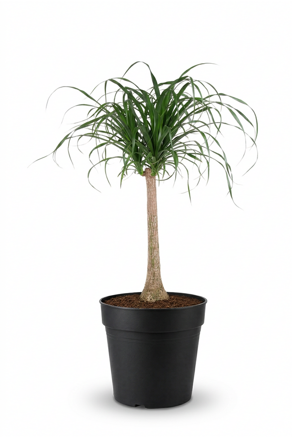 Beaucarnea rozgałęziona