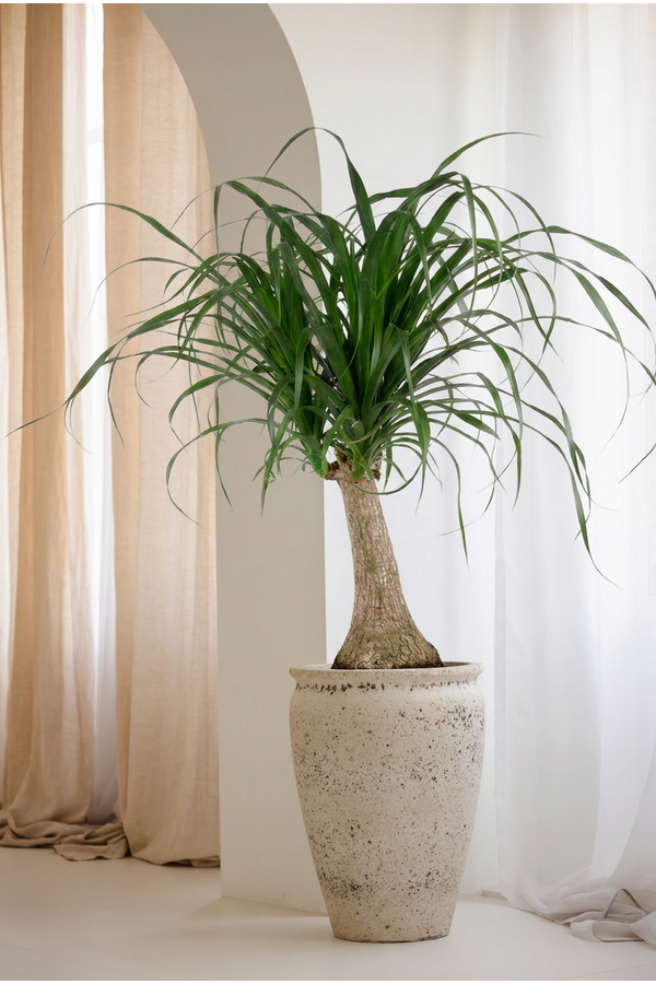 Beaucarnea rozgałęziona