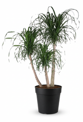 Beaucarnea rozgałęziona