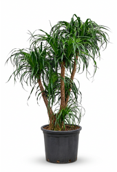 Beaucarnea vertakt