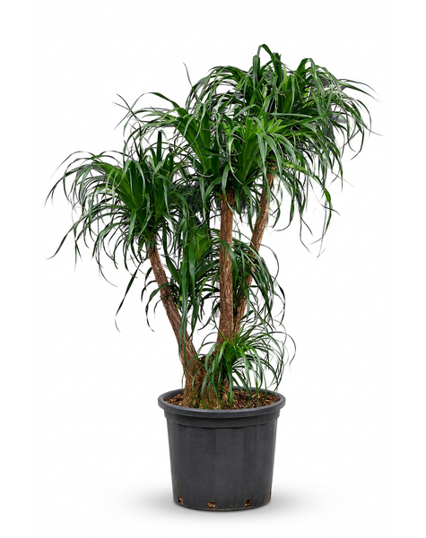 Beaucarnea vertakt