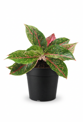 Aglaonema Night Sparkle