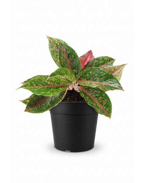 Aglaonema Night Sparkle