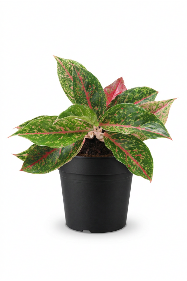 Aglaonema Night Sparkle