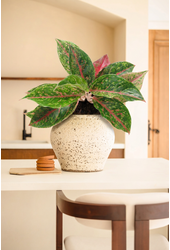 Aglaonema Night Sparkle