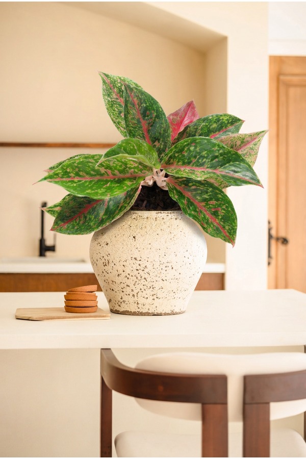 Aglaonema Night Sparkle